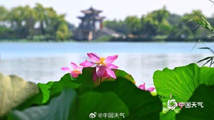 夏日限定 北京颐和园赏荷正当时