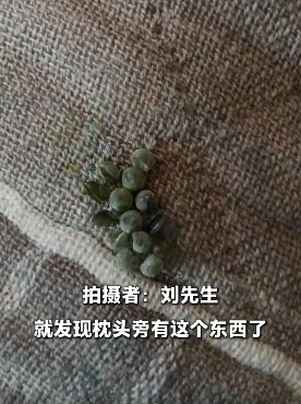 男子一觉醒来枕巾长“多肉”,吓得把枕巾丢了,紧急提醒:近期大量出现,别用手摸! 男子一觉醒来枕巾长“多肉”,吓得把枕巾丢了,紧急提醒:近期大量出现,别用手摸!
