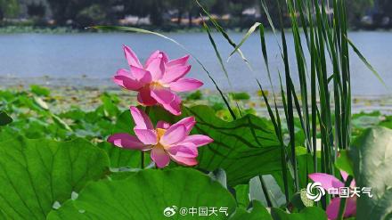 夏日限定 北京颐和园赏荷正当时
