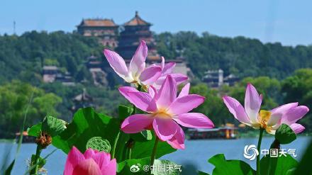 夏日限定 北京颐和园赏荷正当时