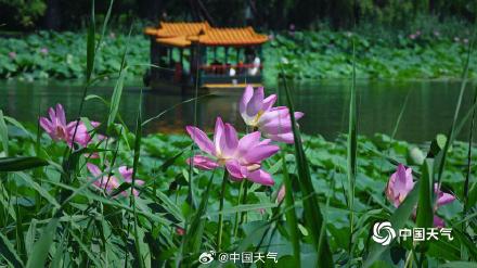 夏日限定 北京颐和园赏荷正当时