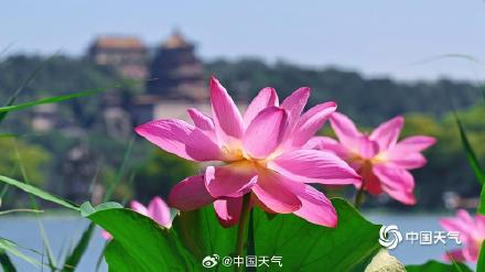 夏日限定 北京颐和园赏荷正当时