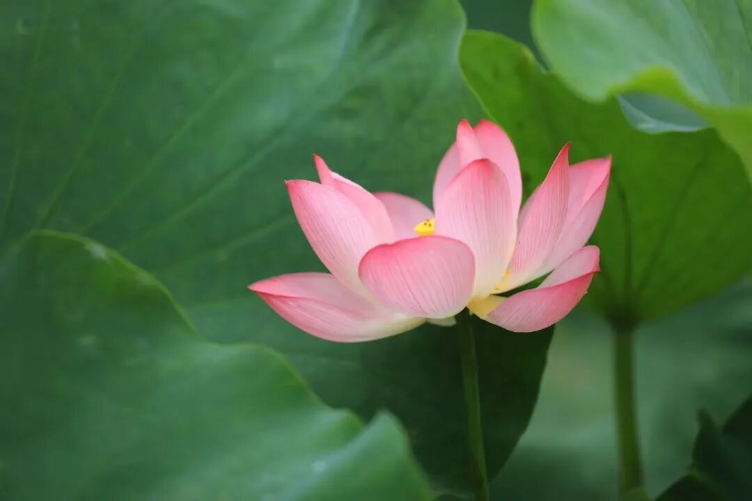 杭州官宣:今日出梅!接下来的天气,刺激了…… 杭州官宣:今日出梅!接下来的天气,刺激了……