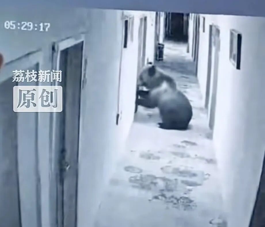 藏马熊凌晨闯进酒店,举前爪推开住客房门 住客:被推门声惊醒,对视2秒后熊退出 藏马熊凌晨闯进酒店,举前爪推开住客房门 住客:被推门声惊醒,对视2秒后熊退出