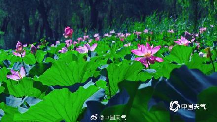 夏日限定 北京颐和园赏荷正当时