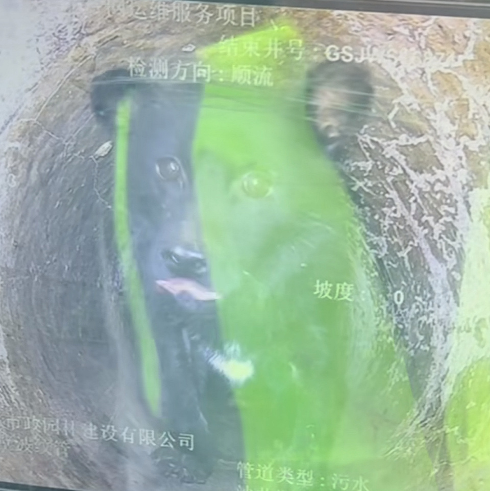 浙江一八旬老人投喂被困下水道的小狗四年,自觉年事已高求助,镇政府用探测车救出小狗 浙江一八旬老人投喂被困下水道的小狗四年,自觉年事已高求助,镇政府用探测车救出小狗