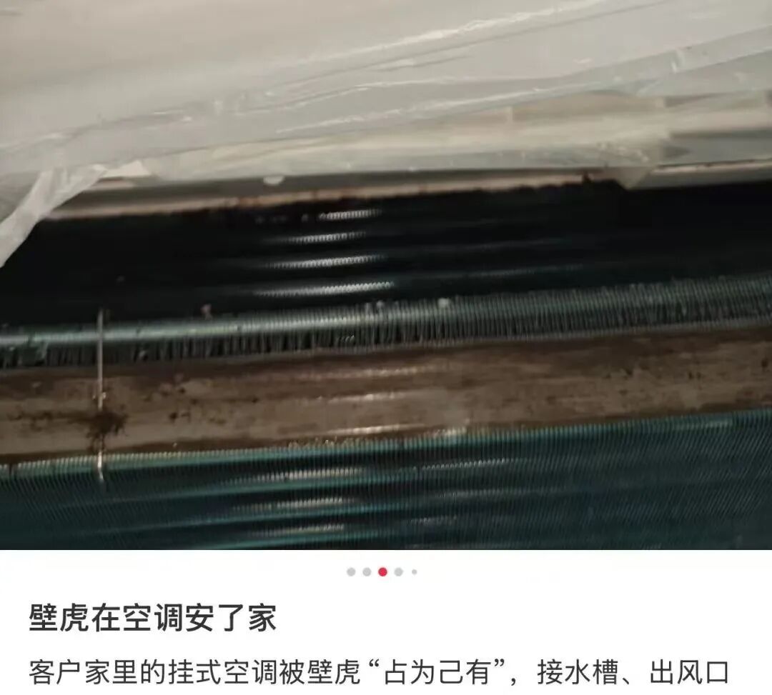 “以为是老鼠，结果掏出十几只蝙蝠” 男子洗空调被吓得浑身发麻！