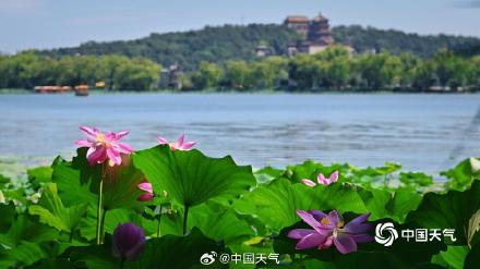 夏日限定 北京颐和园赏荷正当时
