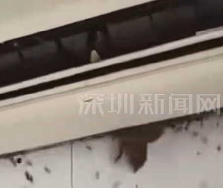 “以为是老鼠，结果掏出十几只蝙蝠” 男子洗空调被吓得浑身发麻！