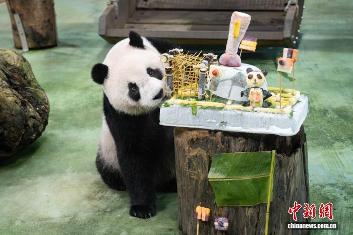 首只在台湾出生的大熊猫“圆仔”迎13岁生日 首只在台湾出生的大熊猫“圆仔”迎13岁生日