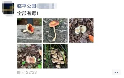448元/斤!浙江这些地方随处可见,遭疯抢,有人捡了满满一大筐,很多人分不清 448元/斤!浙江这些地方随处可见,遭疯抢,有人捡了满满一大筐,很多人分不清
