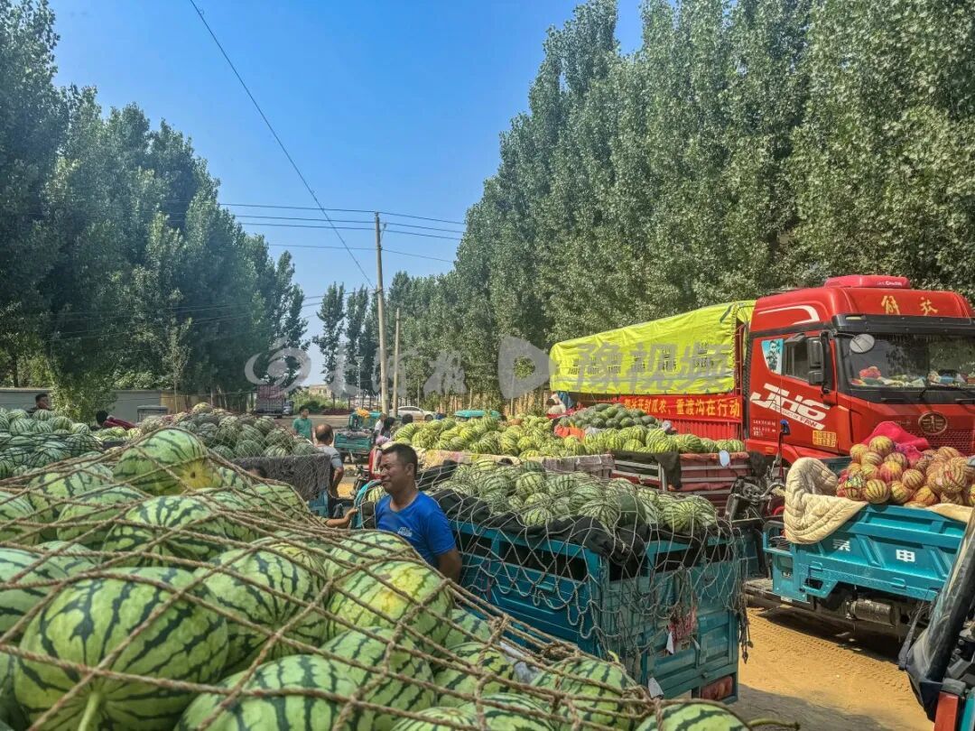 河南一景区按双倍市场价收购近100吨西瓜,免费送游客品尝 河南一景区按双倍市场价收购近100吨西瓜,免费送游客品尝