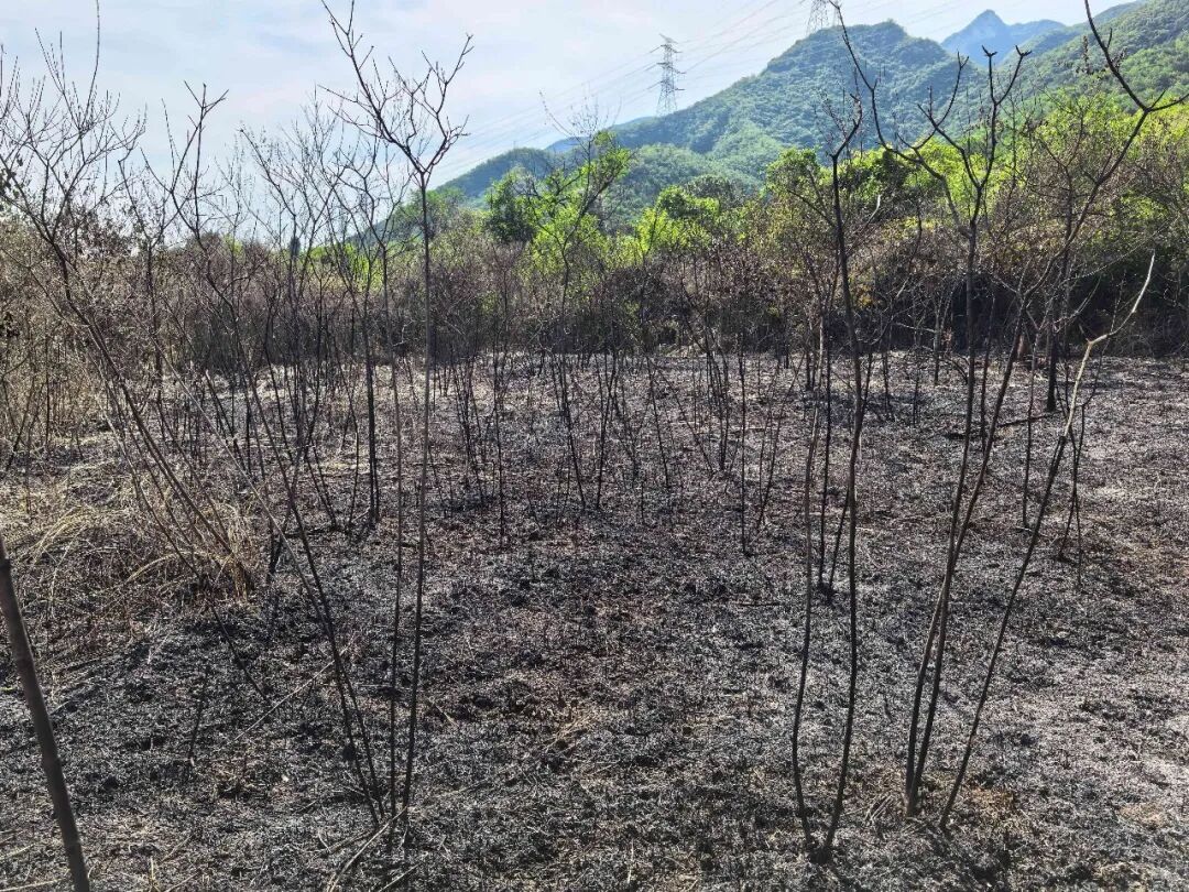 门头沟潭柘寺镇发生一起杂草火情 系村民违规点燃艾草所致 门头沟潭柘寺镇发生一起杂草火情 系村民违规点燃艾草所致