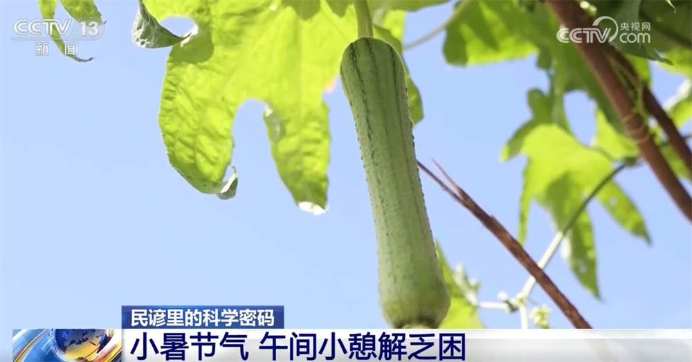 民谚藏智慧 “小暑”解民俗 一起探寻节气里的科学密码