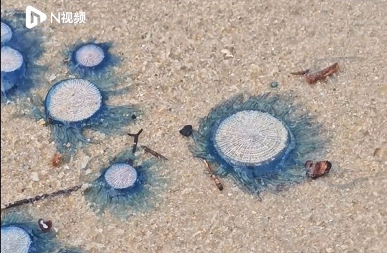 深圳一地突然出现银币水母，密密麻麻一大片！紧急提醒：有毒！别碰！