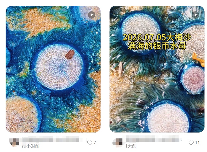 深圳一地突然出现银币水母，密密麻麻一大片！紧急提醒：有毒！别碰！
