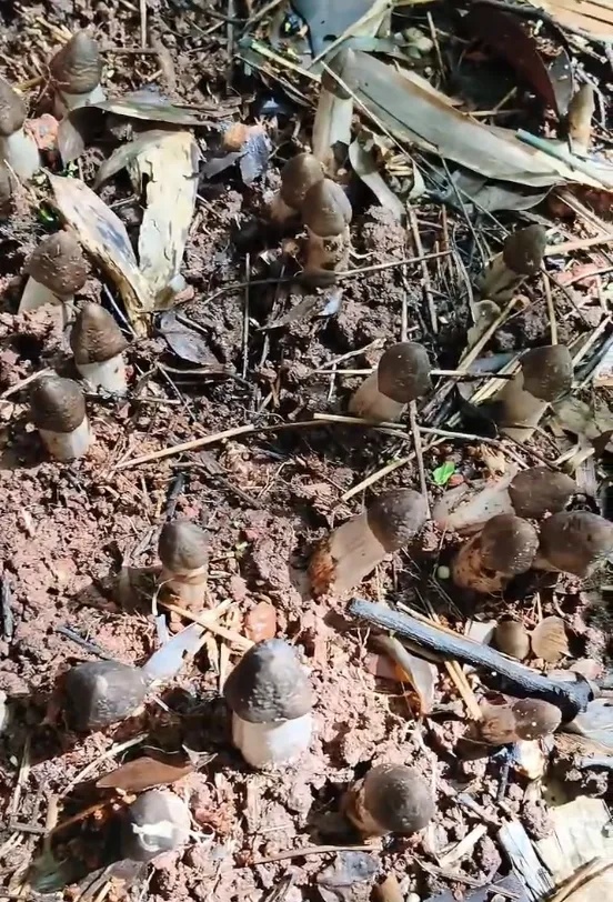 448元/斤!浙江这些地方随处可见,遭疯抢,有人捡了满满一大筐,很多人分不清 448元/斤!浙江这些地方随处可见,遭疯抢,有人捡了满满一大筐,很多人分不清