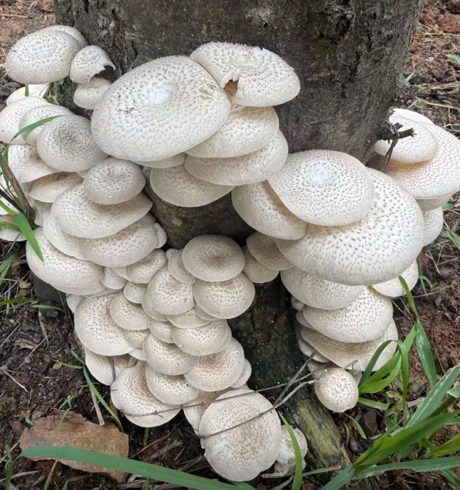 448元/斤！杭州随处可见的这东西，泛滥遭疯抢！有人卖出天价，极易误食中毒！