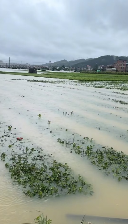 广西横州遭遇洪灾,全国超八成茉莉原料产自这里,当地花农发声:“目前已无法采摘” 广西横州遭遇洪灾,全国超八成茉莉原料产自这里,当地花农发声:“目前已无法采摘”
