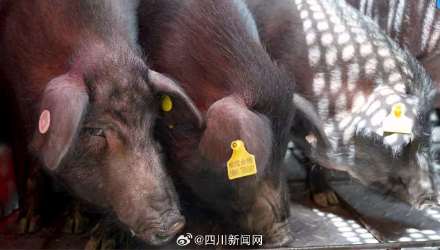 首次出口!四川色湾藏香猪活大猪正式供澳 首次出口!四川色湾藏香猪活大猪正式供澳