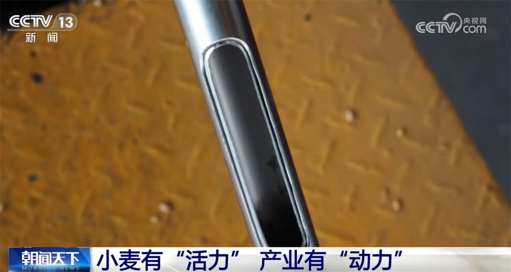 “三夏”走市场看“新”变化 小麦“活力”指标带动从田间到车间全链条联动