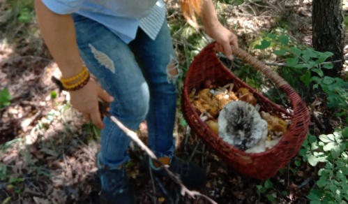 448元/斤！杭州随处可见的这东西，泛滥遭疯抢！有人卖出天价，极易误食中毒！