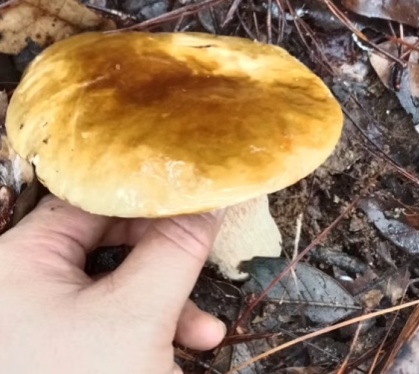 448元/斤！杭州随处可见的这东西，泛滥遭疯抢！有人卖出天价，极易误食中毒！