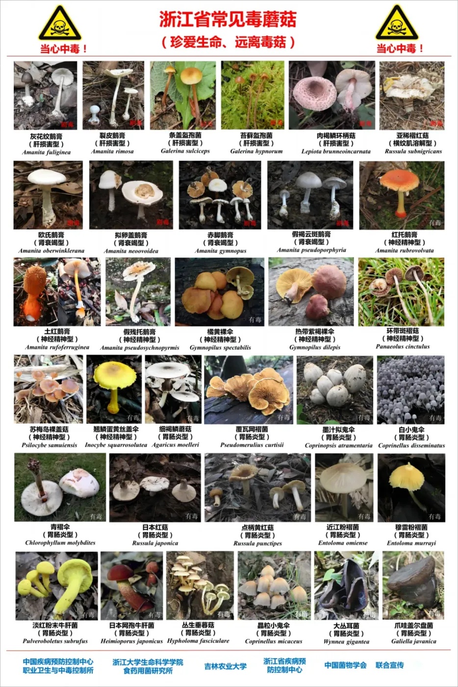 448元/斤!浙江这些地方随处可见,遭疯抢,有人捡了满满一大筐,很多人分不清 448元/斤!浙江这些地方随处可见,遭疯抢,有人捡了满满一大筐,很多人分不清