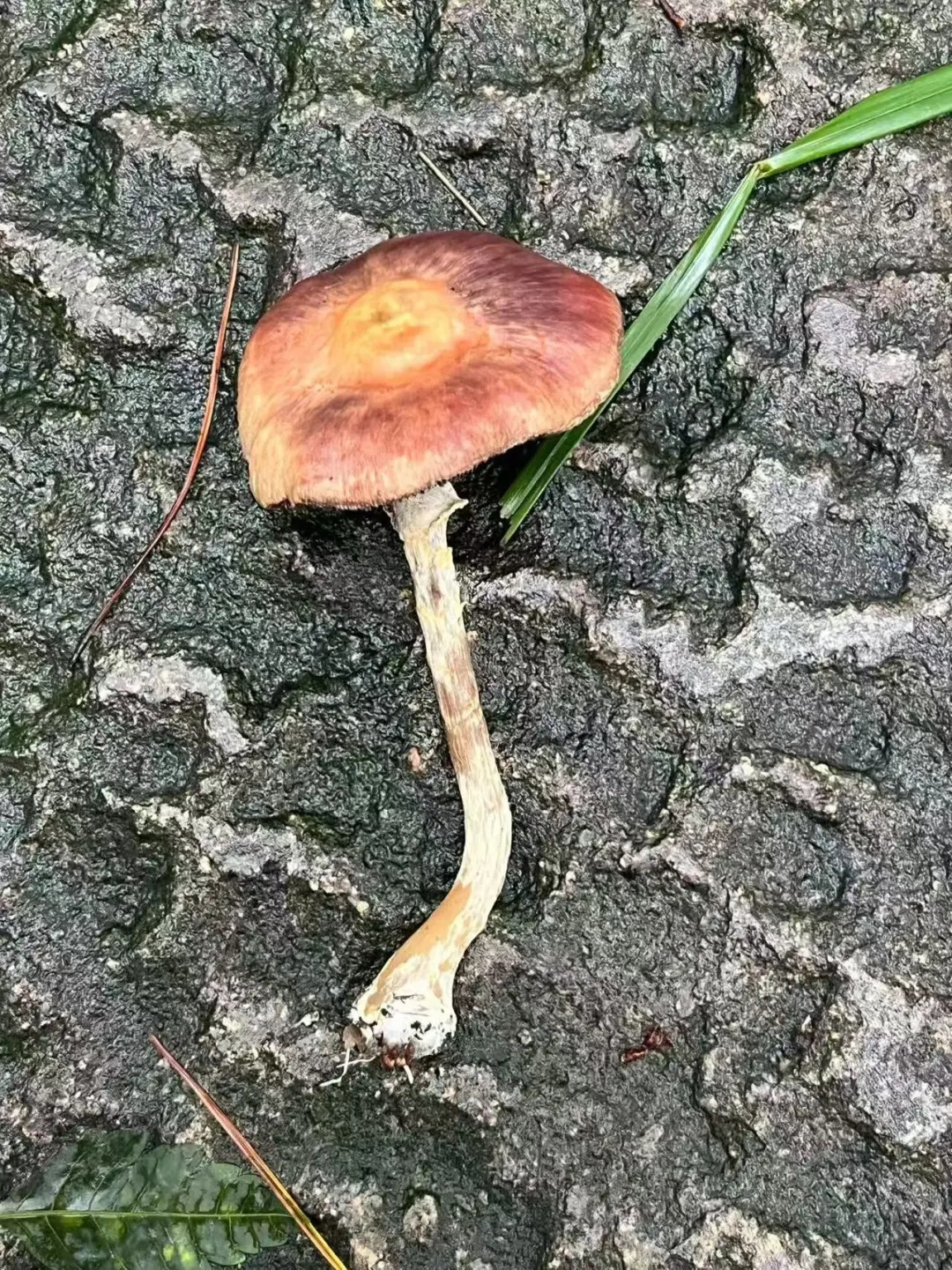 448元/斤!浙江这些地方随处可见,遭疯抢,有人捡了满满一大筐,很多人分不清 448元/斤!浙江这些地方随处可见,遭疯抢,有人捡了满满一大筐,很多人分不清