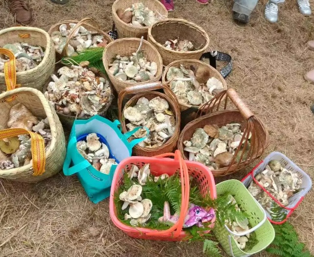 448元/斤！杭州随处可见的这东西，泛滥遭疯抢！有人卖出天价，极易误食中毒！