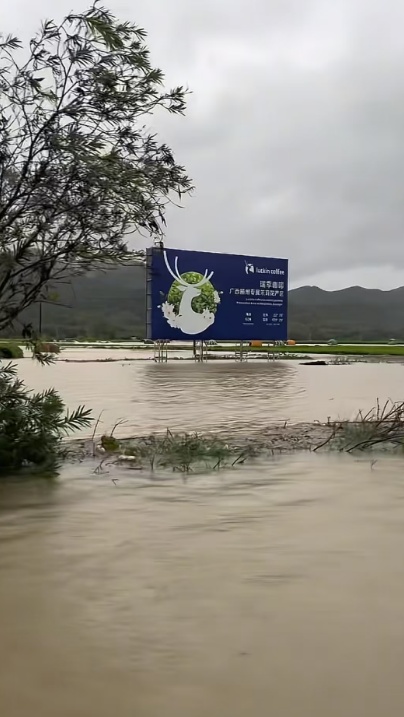 广西横州遭遇洪灾,全国超八成茉莉原料产自这里,当地花农发声:“目前已无法采摘” 广西横州遭遇洪灾,全国超八成茉莉原料产自这里,当地花农发声:“目前已无法采摘”