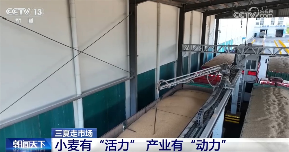 “三夏”走市场看“新”变化 小麦“活力”指标带动从田间到车间全链条联动