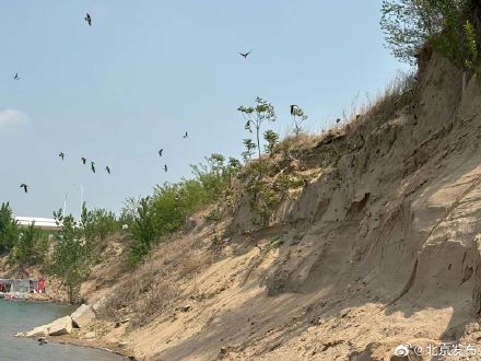 北京“停工护燕”有了后续,永定河畔将为崖沙燕建安居房 北京“停工护燕”有了后续,永定河畔将为崖沙燕建安居房