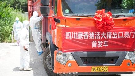 首次出口!四川色湾藏香猪活大猪正式供澳 首次出口!四川色湾藏香猪活大猪正式供澳