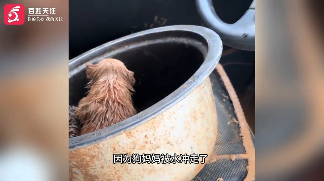 广西水库溃坝一村庄被淹，男子带数只小狗被困车顶8小时后获救