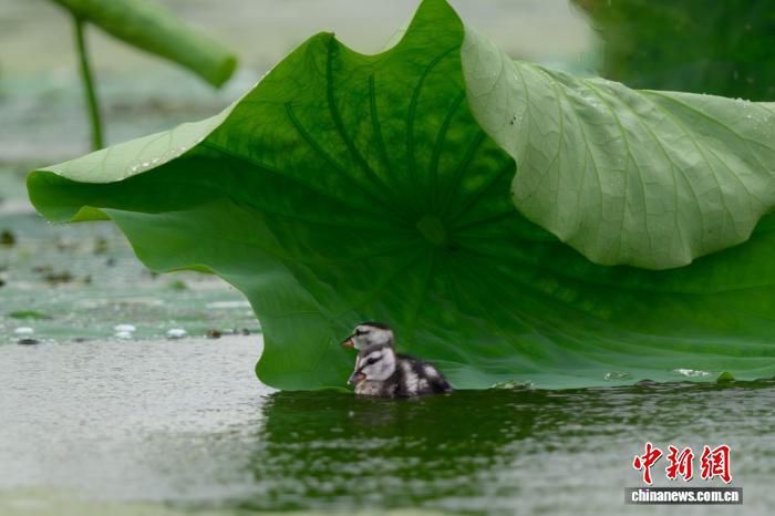 珍稀棉凫扎堆繁育 浙江湖州乡村荷塘迎拍鸟热潮 珍稀棉凫扎堆繁育 浙江湖州乡村荷塘迎拍鸟热潮