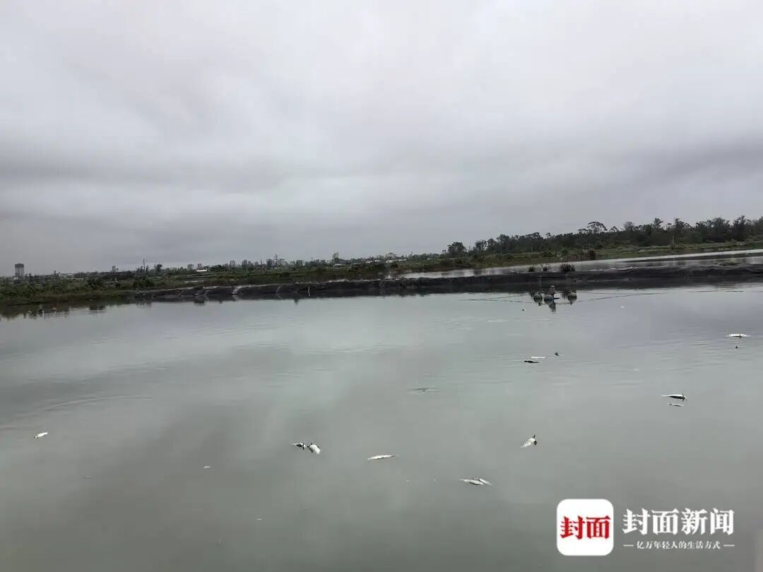 台风“美莎克”重创广西边境小镇:养殖户6000亩养殖基地被海水倒灌,水产受损严重 台风“美莎克”重创广西边境小镇:养殖户6000亩养殖基地被海水倒灌,水产受损严重