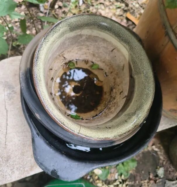 叮咬我们的蚊子,八成以上都是“自己养的” 叮咬我们的蚊子,八成以上都是“自己养的”
