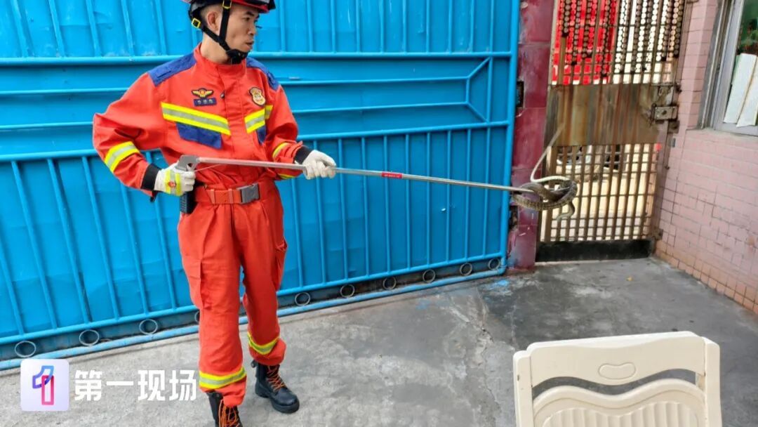吓出冷汗!大蛇藏身于沙发缝隙,消防员精准抓捕 吓出冷汗!大蛇藏身于沙发缝隙,消防员精准抓捕