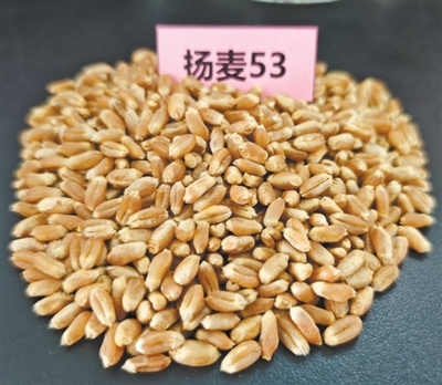 种粮大户亩均增产近100公斤(三夏进行时·田间探新) 种粮大户亩均增产近100公斤(三夏进行时·田间探新)
