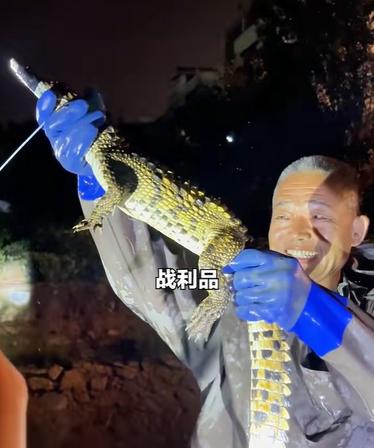 天津通报:鳄鱼,抓到了! 天津通报:鳄鱼,抓到了!
