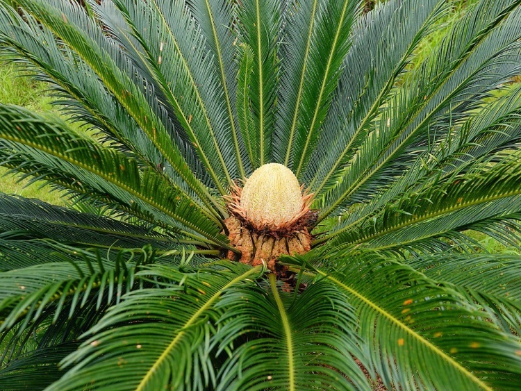 成都疾控提醒:注意!这种植物全株有毒,身边常见 成都疾控提醒:注意!这种植物全株有毒,身边常见