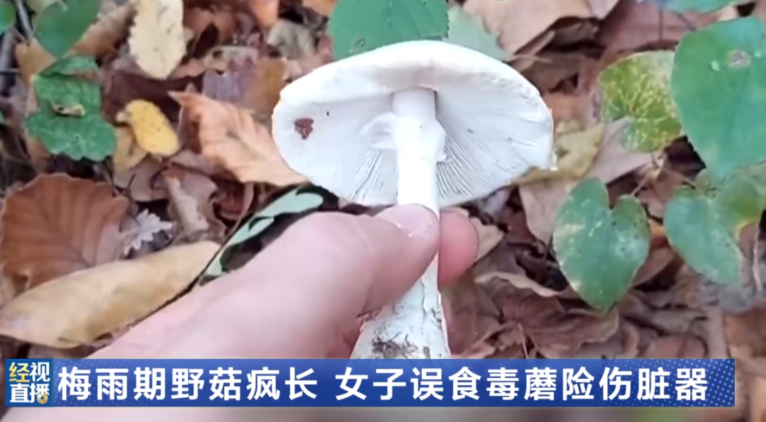 梅雨期野菇疯长,武汉一女子公园采野蘑菇炖汤,喝后上吐下泻,被紧急送医!医生提醒 梅雨期野菇疯长,武汉一女子公园采野蘑菇炖汤,喝后上吐下泻,被紧急送医!医生提醒