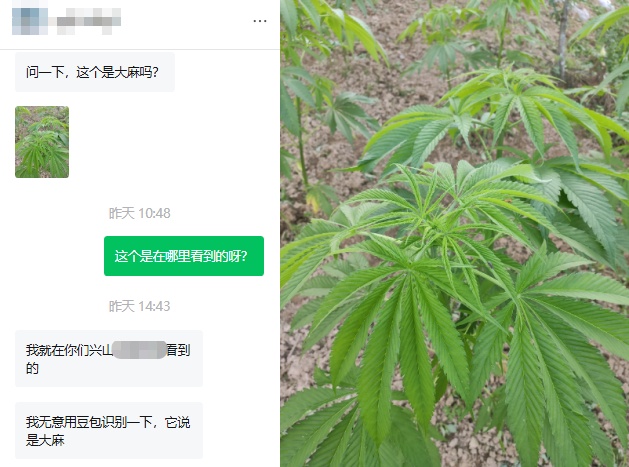 “问一下,这个是大麻吗?” “问一下,这个是大麻吗?”