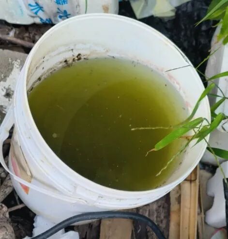叮咬我们的蚊子,八成以上都是“自己养的” 叮咬我们的蚊子,八成以上都是“自己养的”