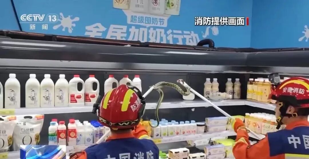 雨天是蛇类伤人的高发时段吗?被蛇咬伤这样科学应对→ 雨天是蛇类伤人的高发时段吗?被蛇咬伤这样科学应对→