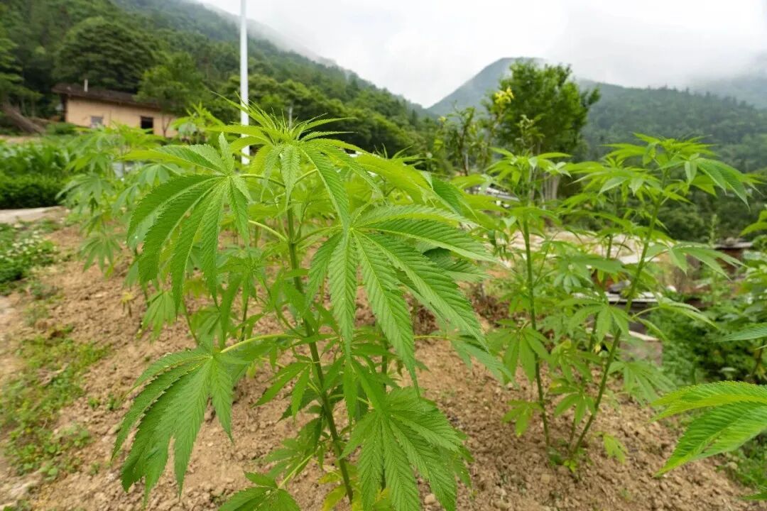 “问一下,这个是大麻吗?” “问一下,这个是大麻吗?”