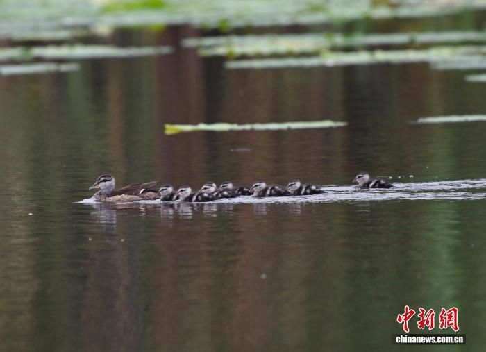 珍稀棉凫扎堆繁育 浙江湖州乡村荷塘迎拍鸟热潮 珍稀棉凫扎堆繁育 浙江湖州乡村荷塘迎拍鸟热潮