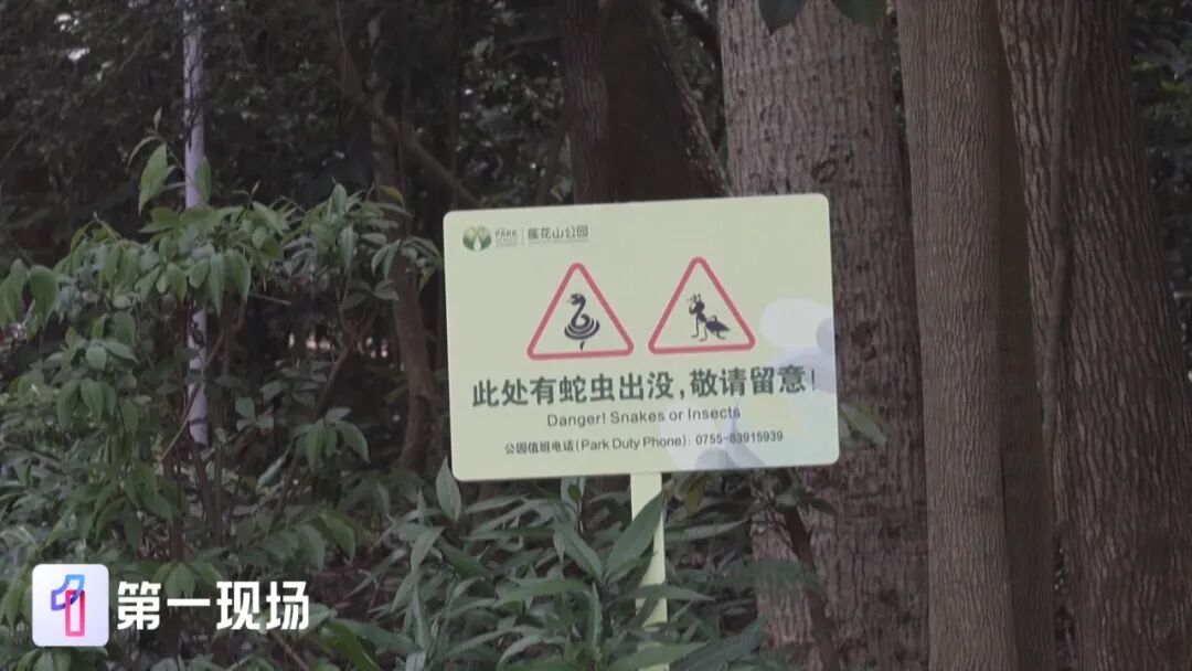 吓出冷汗!大蛇藏身于沙发缝隙,消防员精准抓捕 吓出冷汗!大蛇藏身于沙发缝隙,消防员精准抓捕
