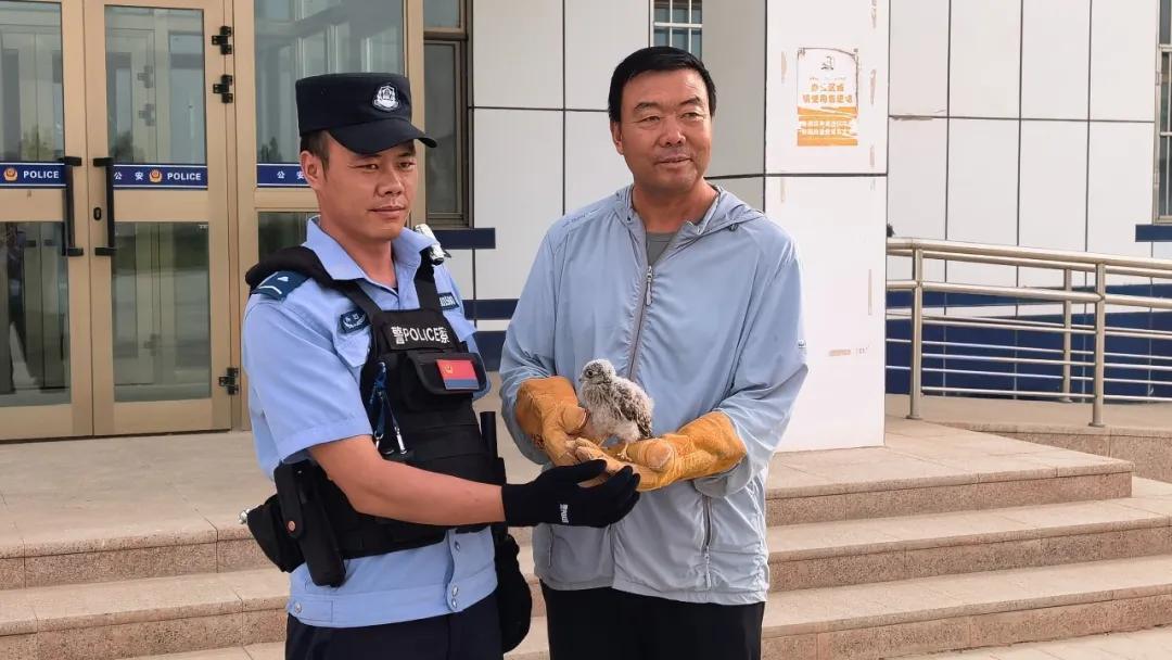 棕尾鵟不“狂”,红隼不“损”,它们都懂“有困难找警察”! 棕尾鵟不“狂”,红隼不“损”,它们都懂“有困难找警察”!